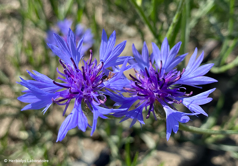 Phytothérapie de Bleuet